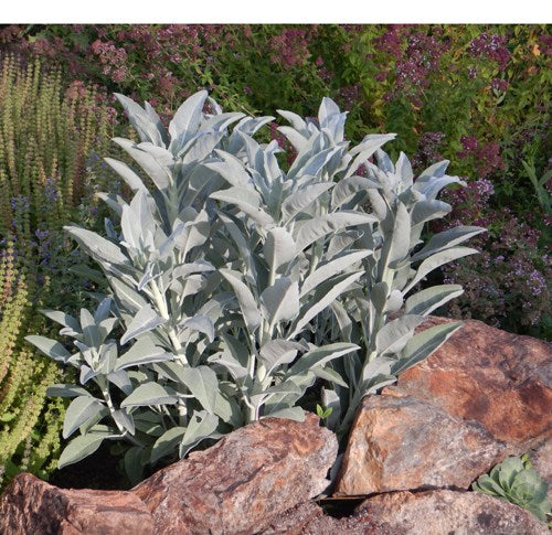 White Organic Sage 3- 4 inch - Spin The Yard