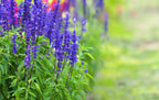 California Blue Sage Smudge Stick for Cleansing